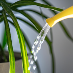 best way to water a plant