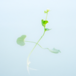 A plant that grows in water