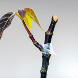 Advanced Propagation Techniques: Grafting and Air Layering