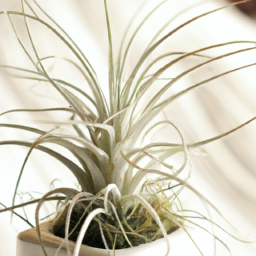 Air Plants: Minimal Care, Maximum Impact