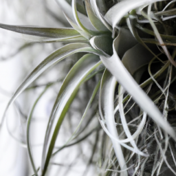  Air Plants: Minimal Care, Maximum Impact
