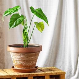 Air-Purifying Plants for Pet-Friendly Homes