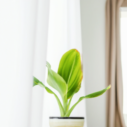 Best bedroom plants