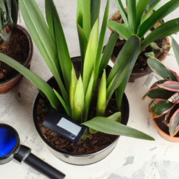 Best grow light for indoor plants