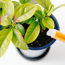 Best grow light for indoor plants