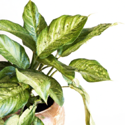 Best house plant, Best houseplant