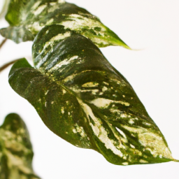 Best house plant, Best houseplant