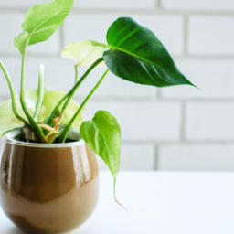Best office plants