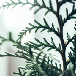 Best tree for indoors