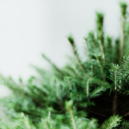 Best tree for indoors