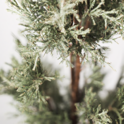 Best tree for indoors