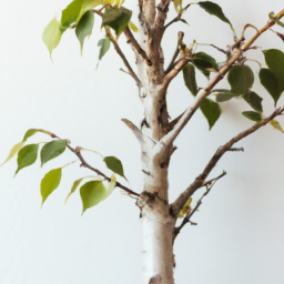 Best tree for indoors