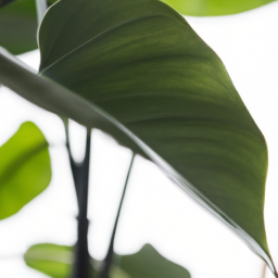 Big house plant, Big indoor plant