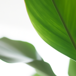 Big house plant, Big indoor plant