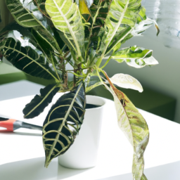 Care for croton plant