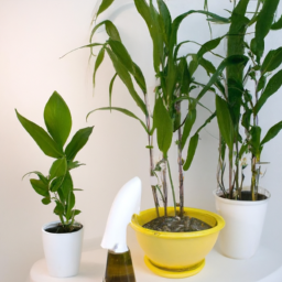 Caring for Air-Purifying Plants in Dry Indoor Conditions