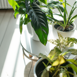 Combining Aesthetics and Air Purification: Stylish Indoor Plants