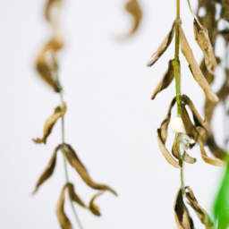 Dealing with Drooping Plants: Tips and Fixes