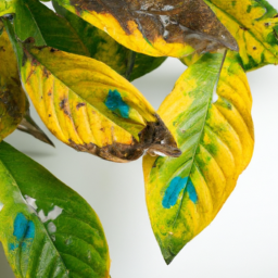 Diagnosing Plant Diseases: Yellow Leaves, Mold, and More