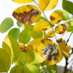 Diagnosing Plant Diseases: Yellow Leaves, Mold, and More