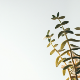 Direct sunlight plant