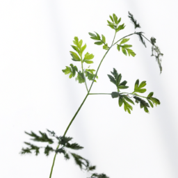 Direct sunlight plant