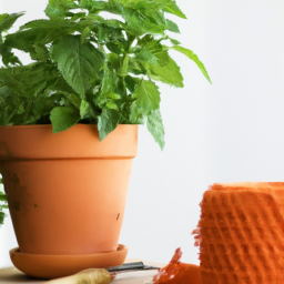 Easiest growing plants