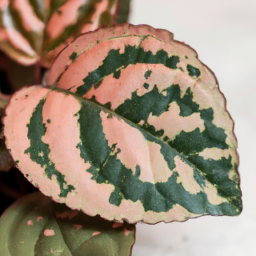 Easiest plant to take care of