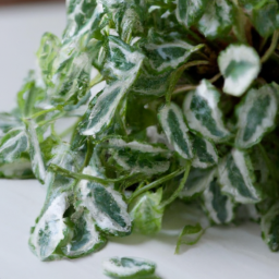 Easiest plant to take care of