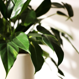 Easy care indoor plant