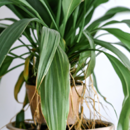 Easy care indoor plant