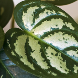 Easy house plants, Easy houseplant