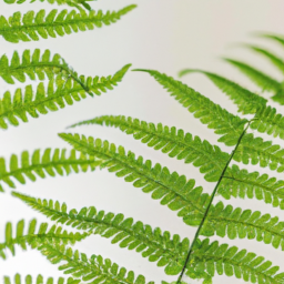 Ferns Unveiled: Adding Elegance to Your Space