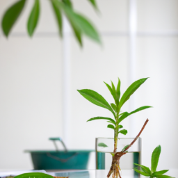 How Do Indoor Plants Get Scale