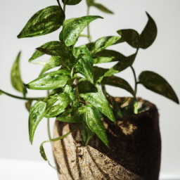 How Do Indoor Plants Survive Without Sunlight