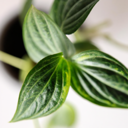 How Do Indoor Plants Survive Without Sunlight