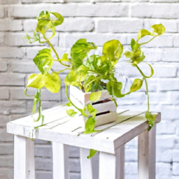 Indoor Plants Canada Delivery