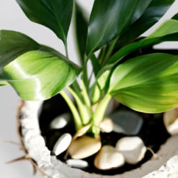 Indoor Plants Clean Air