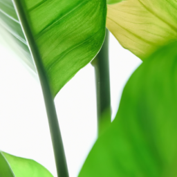 Indoor Plants High Light