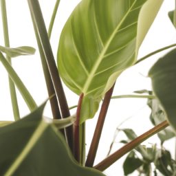 Indoor Plants Jungle