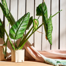 Indoor Plants Online