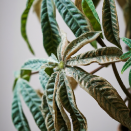 Indoor Plants That Need Little Light
