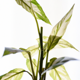 Indoor Plants That Need Little Light