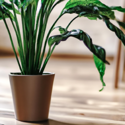 Indoor Plants Without Pots