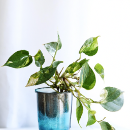 Indoor Plants Without Pots