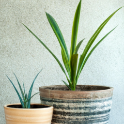 Indoor Plants and Pots