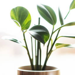 Indoor Plants for Bedroom