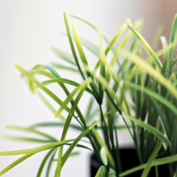 Indoor Plants for Bedroom