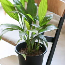 Indoor Plants for Sale