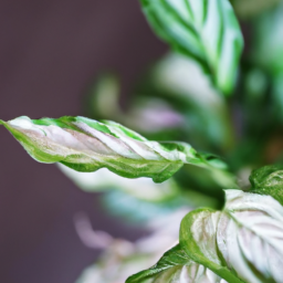 Indoor Plants for Sale